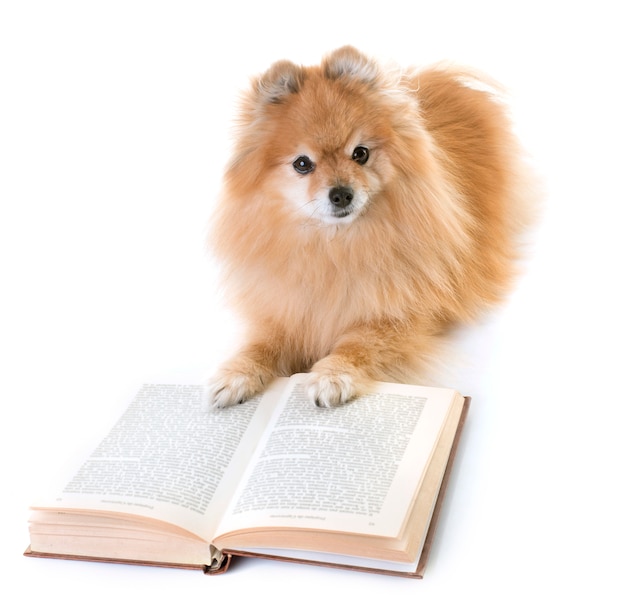 pomeranian spitz and books