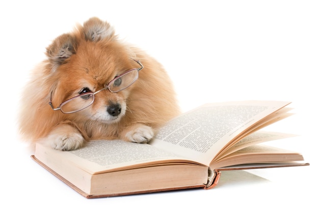 pomeranian spitz and books