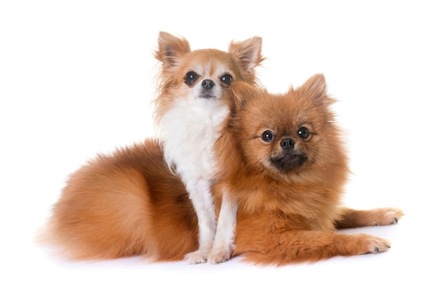 pomeranian spitz and chihuahua