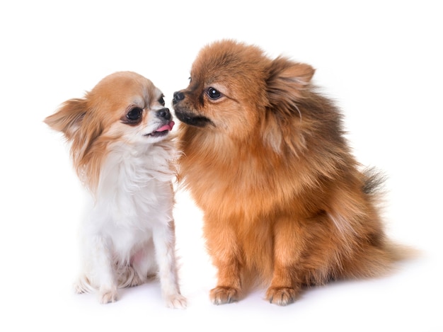 pomeranian spitz and chihuahua