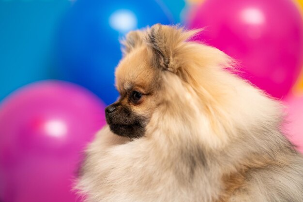 Pomeranian spitz on a colorful background