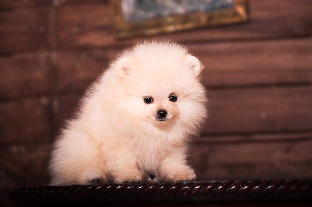 写真 自宅でポメラニアン スピッツ犬