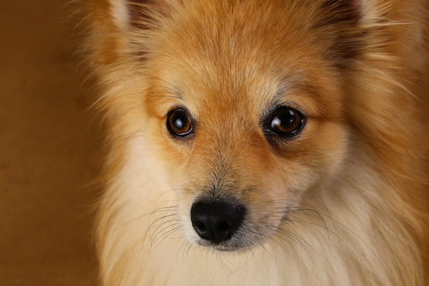 Pomeranian spitz dog on brown background