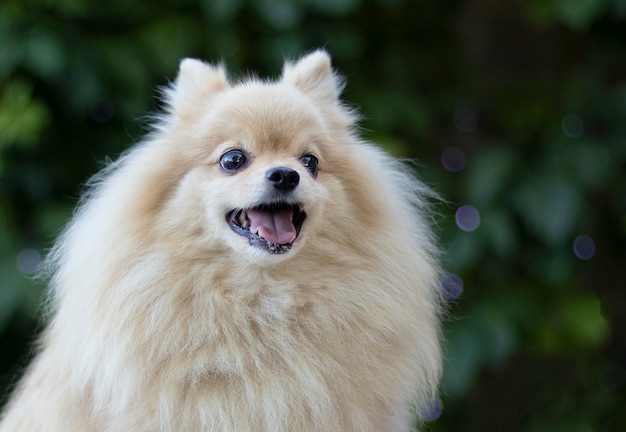 Pomeranian Spitz dog in a Christmas setting