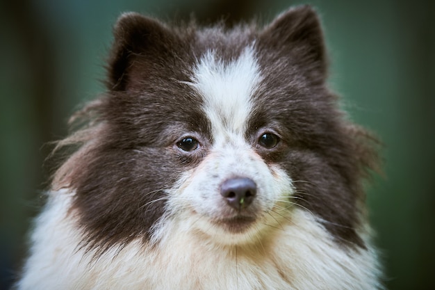 庭のポメラニアンスピッツ犬、顔の肖像画を閉じます。散歩中のかわいいポメラニアンの子犬。