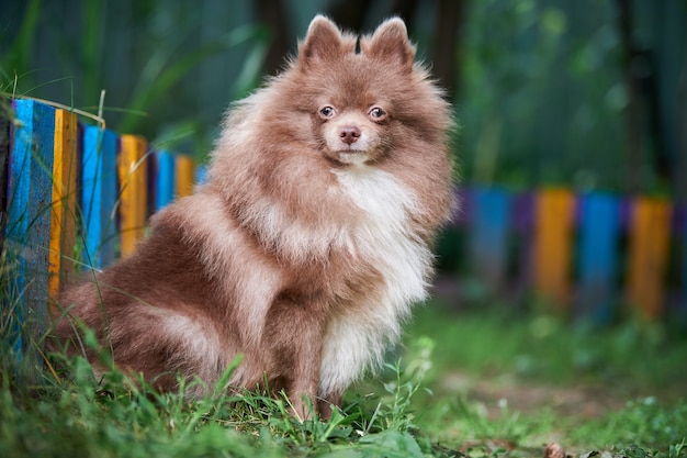 Pomeranian Spitz dog in garden. Cute brown pomeranian puppy on walk. Family friendly funny Spitz pom dog, green grass background.