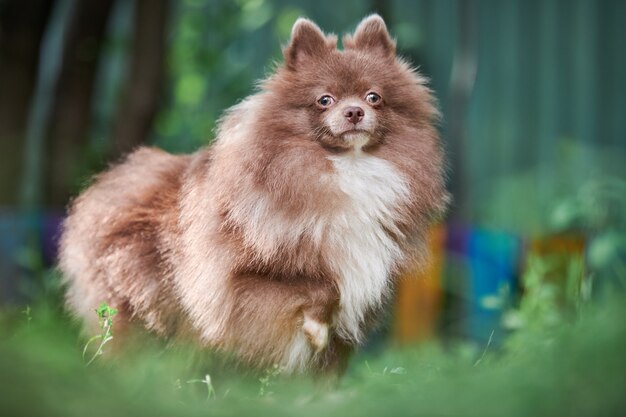 Pomeranian Spitz dog in garden. Cute brown pomeranian puppy on walk. Family friendly funny Spitz pom dog, green grass background.