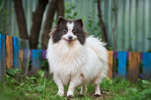 Pomeranian Spitz dog in garden. Cute pomeranian puppy on walk, white black color. Family friendly funny Spitz pom dog, green grass background.