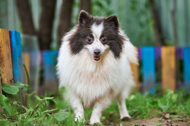 Pomeranian Spitz dog in garden. Cute pomeranian puppy on walk