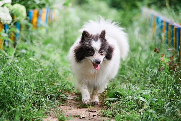 Pomeranian Spitz dog in garden grass. Cute pomeranian puppy on walk. Funny family friendly Spitz pom dog.