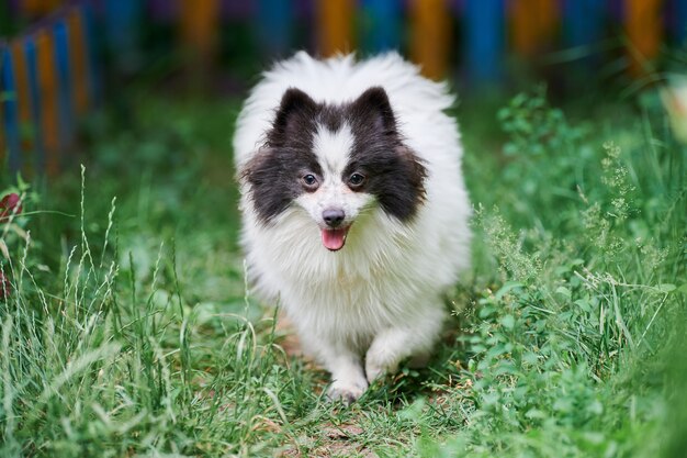 Pomeranian Spitz dog in garden grass. Cute pomeranian puppy on walk. Funny family friendly Spitz pom dog.