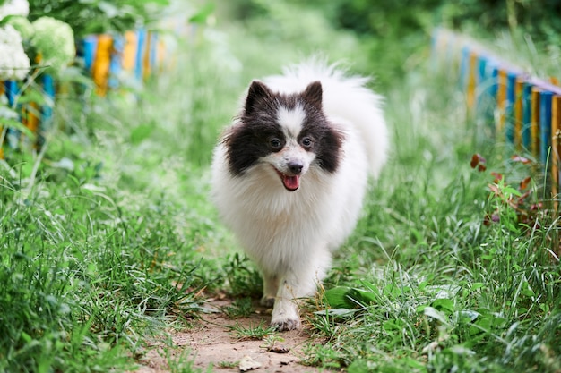 Pomeranian Spitz dog in garden grass. Cute pomeranian puppy on walk. Funny family friendly Spitz pom dog.