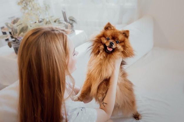 Pomeranian spitz dog at home