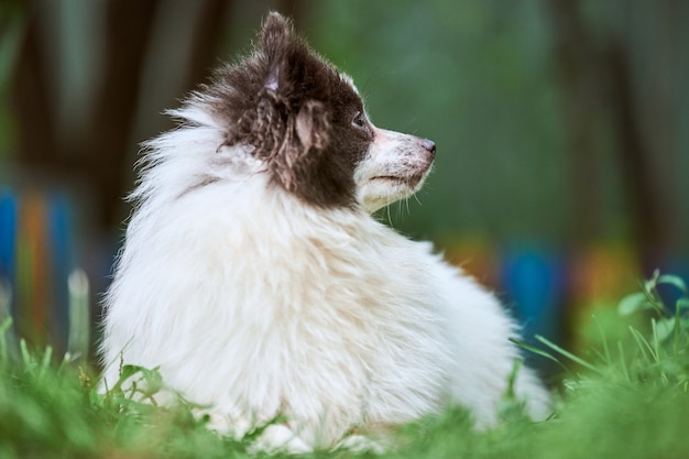 Pomeranian Spitz dog outdoors