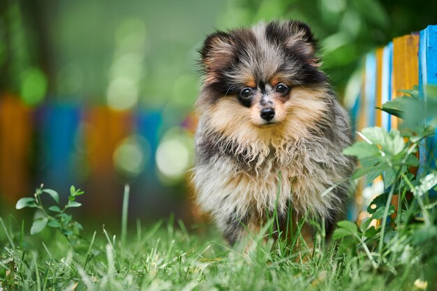 屋外のポメラニアンスピッツ犬