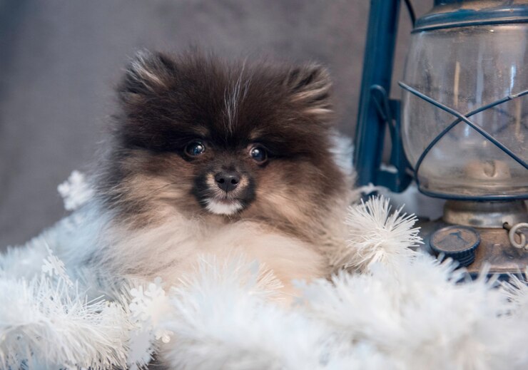 Photo 花輪とランタンのポメラニアンスピッツ犬子犬