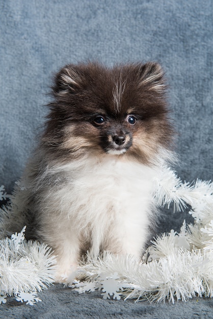 写真 花輪のポメラニアンスピッツ犬子犬