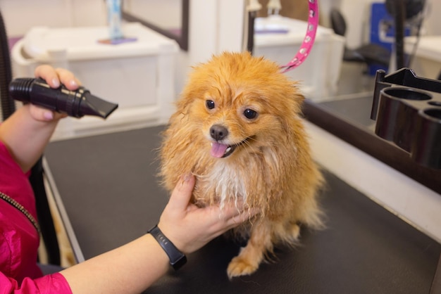 Pomeranian spitz in dog salonFemale hands using hair dryer on cute dog in salon