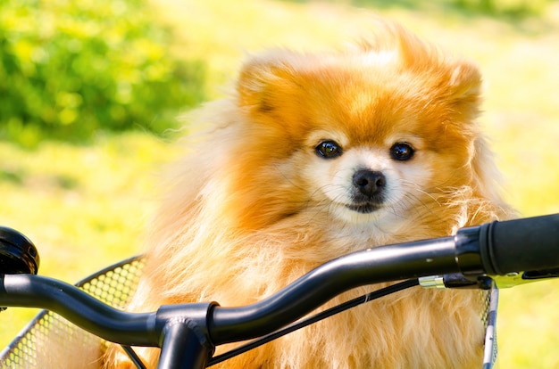 Pomeranian spitz dog traveling in bicycle basket in summer day