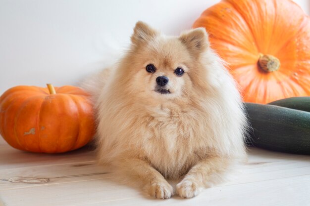 Pomeranian Spitz dog with pumpkins