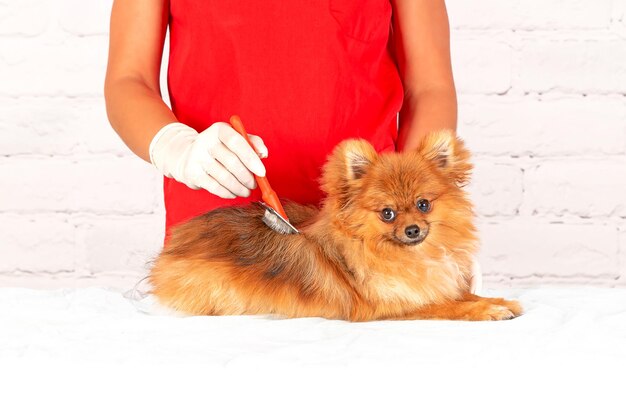 Photo pomeranian spitz grooming