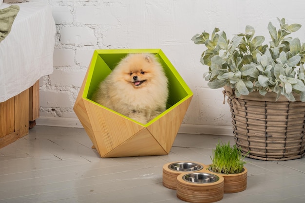 Pomeranian Spitz in his beautiful comfortable couch There are food and water bowls nearby