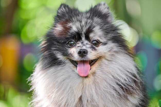 Foto pomeranian spitz hond close-up portret groene achtergrond schattige pomeranian puppy spitz pom hond