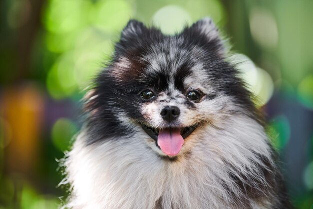 Foto pomeranian spitz hond close-up portret groene tuin achtergrond schattige pomeranian spitz pom hond