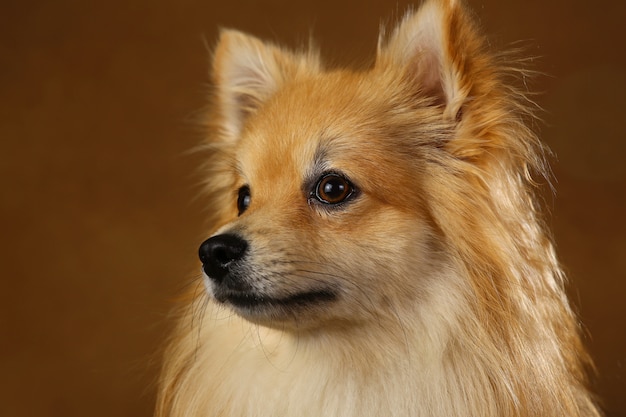 Pomeranian-spitz Hond op bruine achtergrond