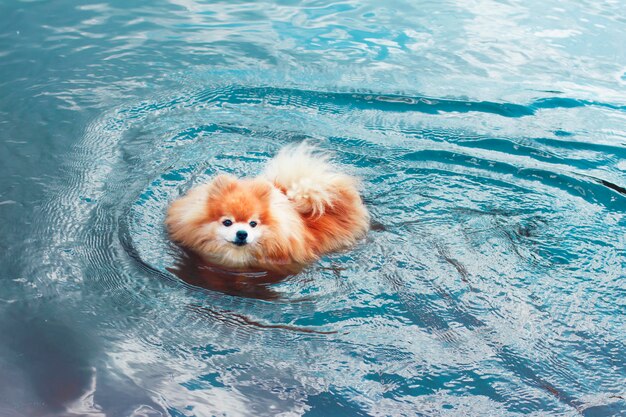 Pomeranian Spitz hond, schattige kleine puppy zwemmen in water