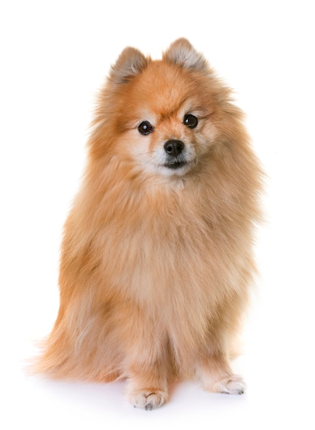 pomeranian spitz in studio