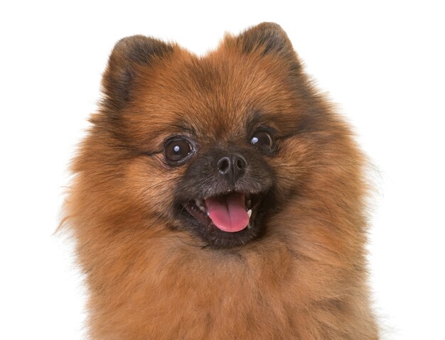 pomeranian spitz in studio