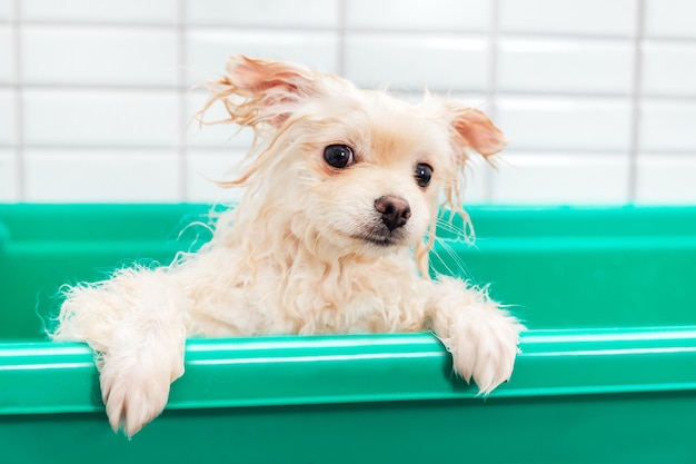 Pomeranian spitz is showering with shampoo in dog bath