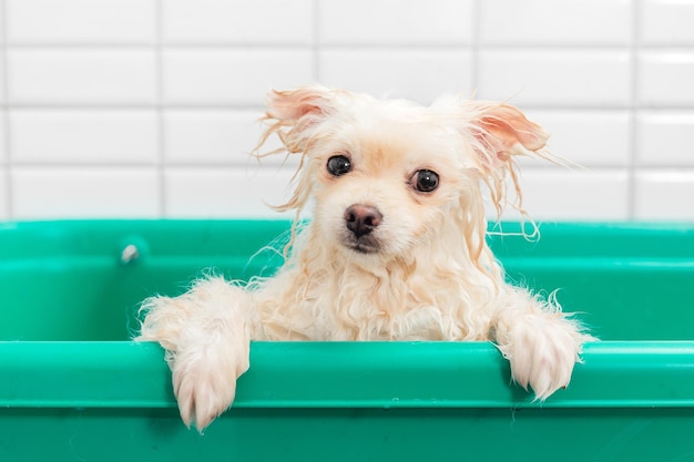 Pomeranian spitz is showering with shampoo in dog bath