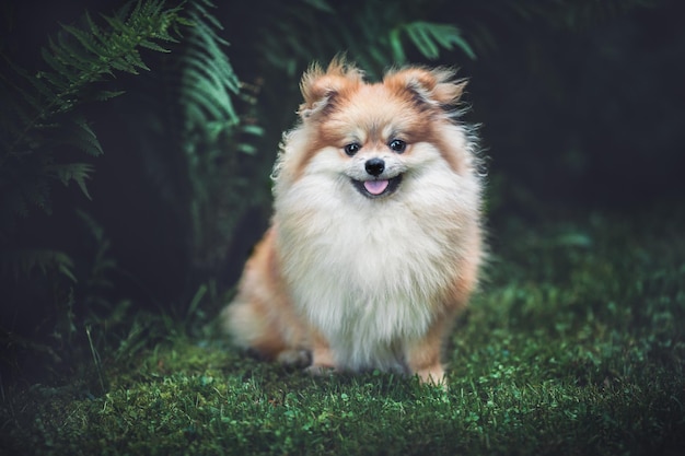 Pomeranian spitz on the lawn in the park near the bushes