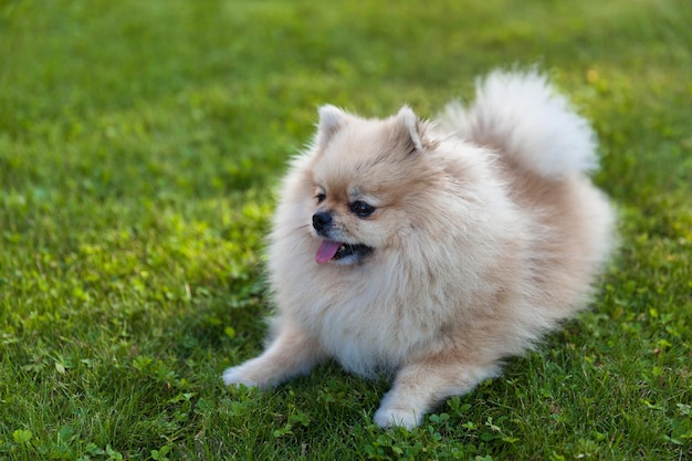 Pomeranian Spitz lies on the grass closeup