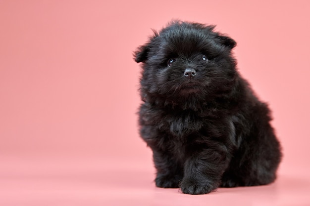 Pomeranian Spitz puppy, copy space on pink wall