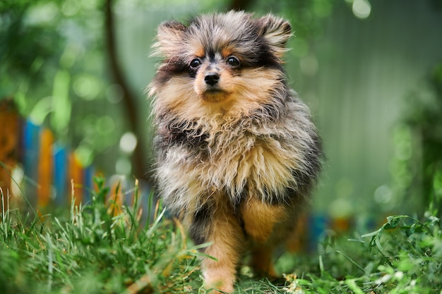 Pomeranian Spitz puppy in garden. Cute pomeranian dog on walk. Puppy black, gray and brown color. Family friendly funny Spitz pom dog, green grass background.