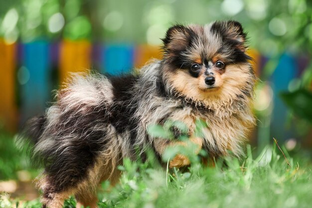 Pomeranian spitz puppy in garden cute pomeranian dog on walk puppy funny spitz pom dog