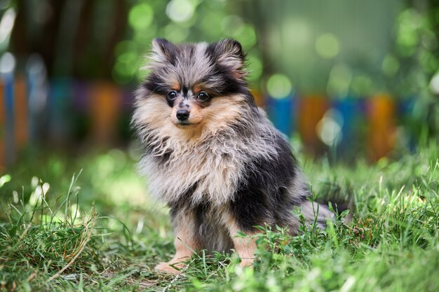 Pomeranian Spitz puppy in garden. Cute pomeranian dog on walk.