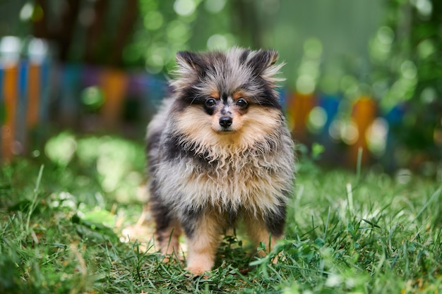 Pomeranian Spitz puppy in garden. Cute pomeranian dog on walk