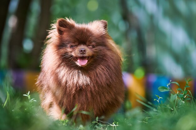 庭のポメラニアンスピッツ子犬