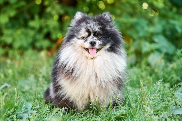 Pomeranian Spitz puppy in a garden