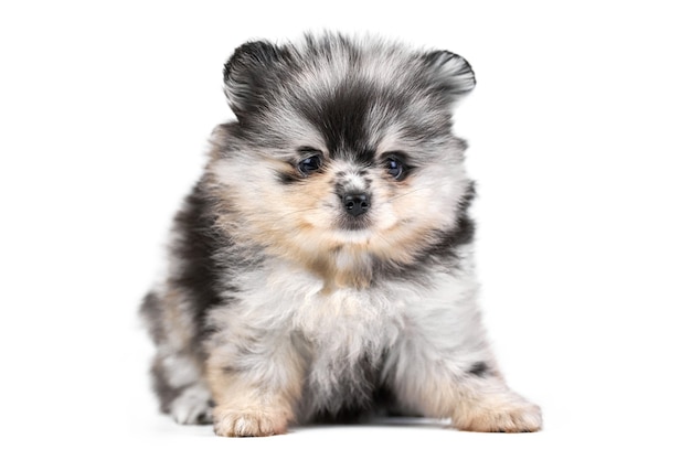 Pomeranian Spitz puppy geïsoleerd op wit