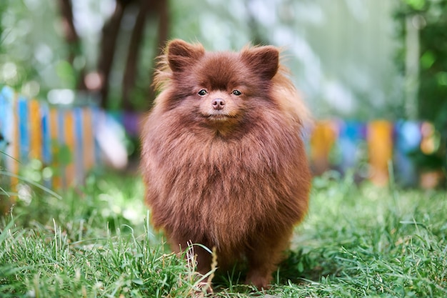 Pomeranian Spitz puppy in een tuin