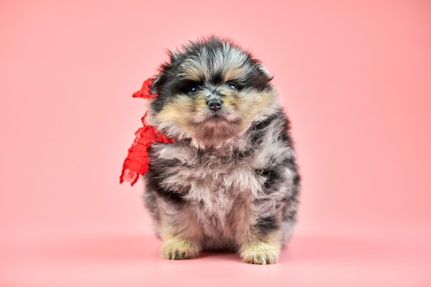 Pomeranian Spitz puppy op roze achtergrond