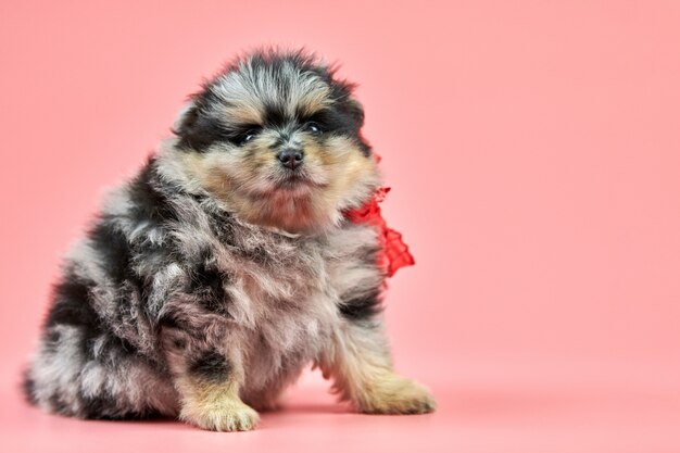 Pomeranian Spitz puppy on pink background