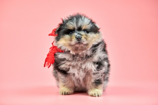 Pomeranian Spitz puppy on pink background