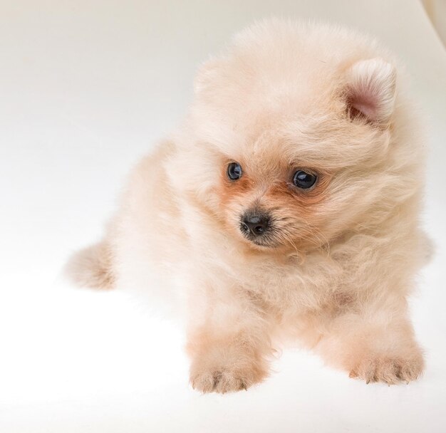 Pomeranian spitz puppy