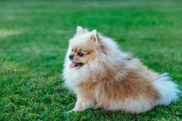 Pomeranian Spitz sits on grass closeup